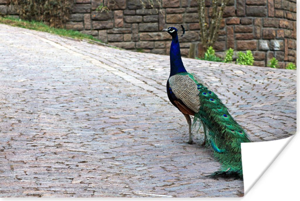 MuchoWow Poster Pfau - Federn - Steine 90x60 cm - Schlafzimmer