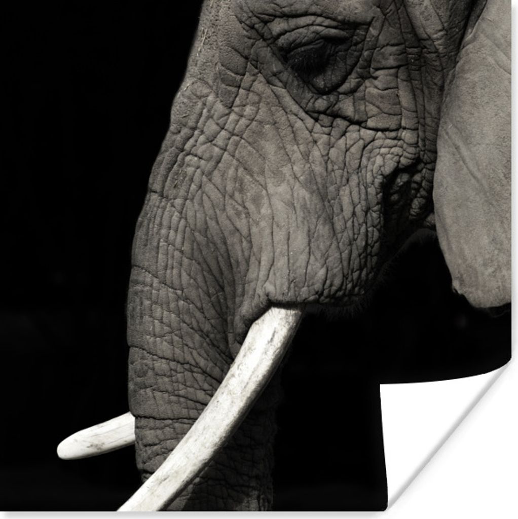 MuchoWow Poster Elefant - Tier - Stoßzahn 50x50 cm - Wohnzimmerdekoration