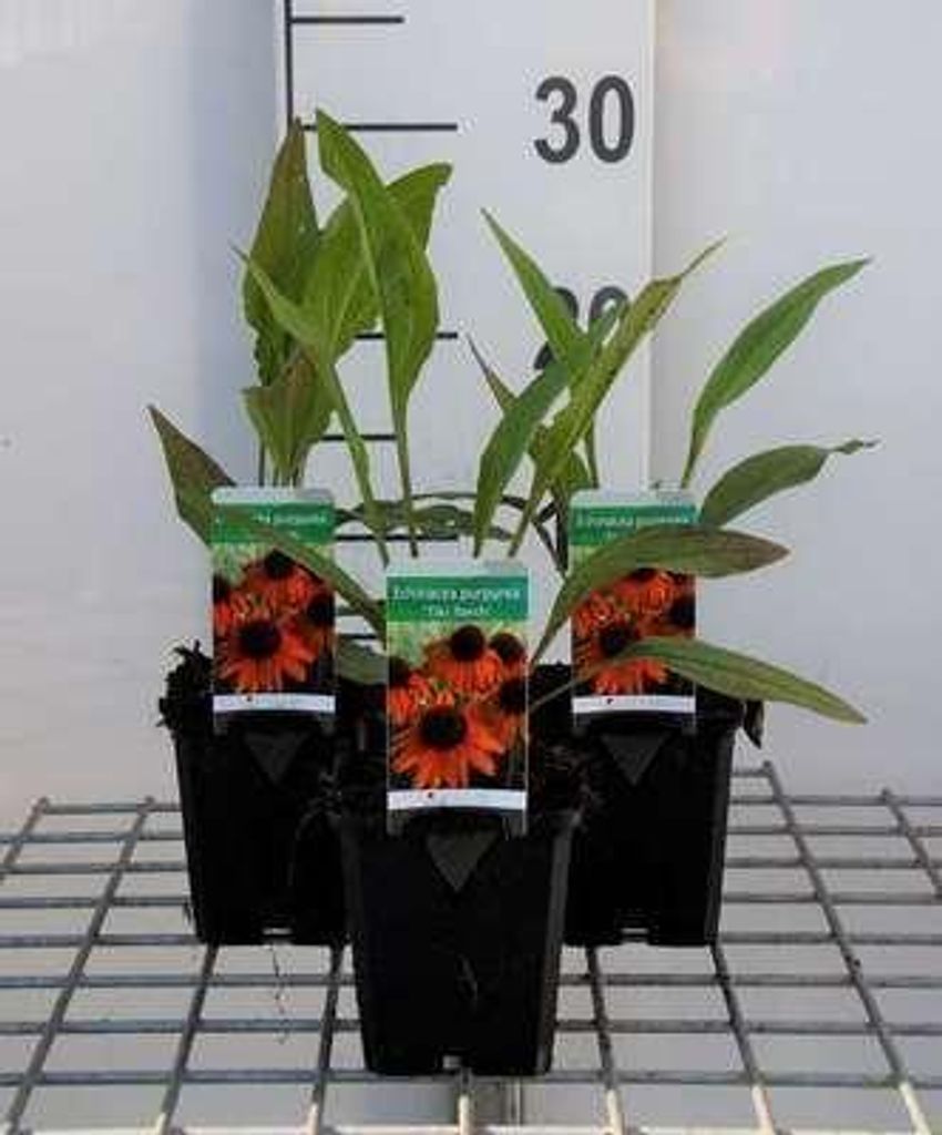 6 x Echinacea purp. 'Tiki Torch' - Sonnenhut - Topf 9 x 9 cm