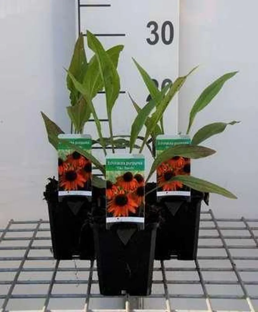 Échinacée Tiki Torch résistante : 6 fleurs oranges pour jardin sec