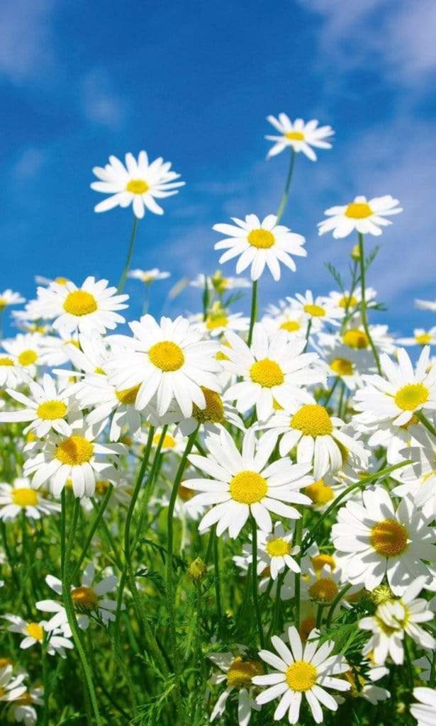 Fototapete - Daisies 150x250cm - Vliestapete
