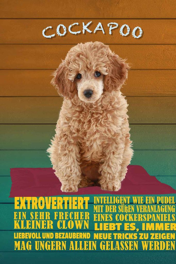 vianmo Holzschild 18x12 cm Cockapoo Hund kleiner Clown Tier Haustier