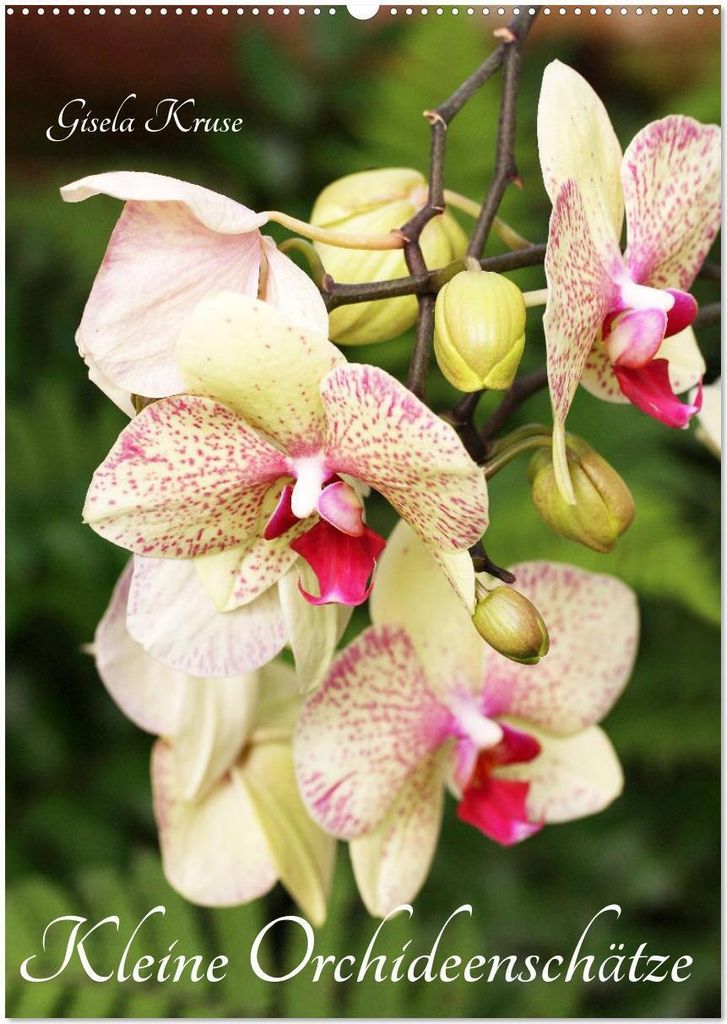 Kleine Orchideenschätze (Wandkalender 2026 DIN A2 hoch), CALVENDO Monatskalender