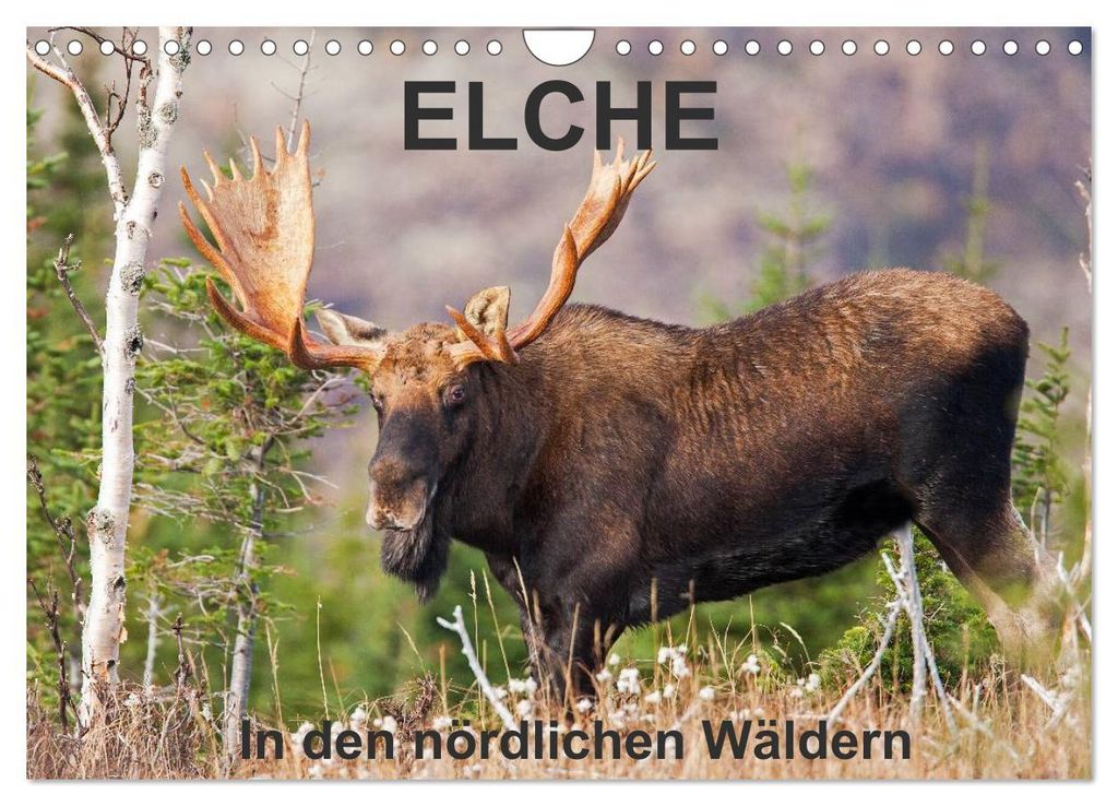 ELCHE In den nördlichen Wäldern (Wandkalender 2027 DIN A4 quer), CALVENDO Monatskalender