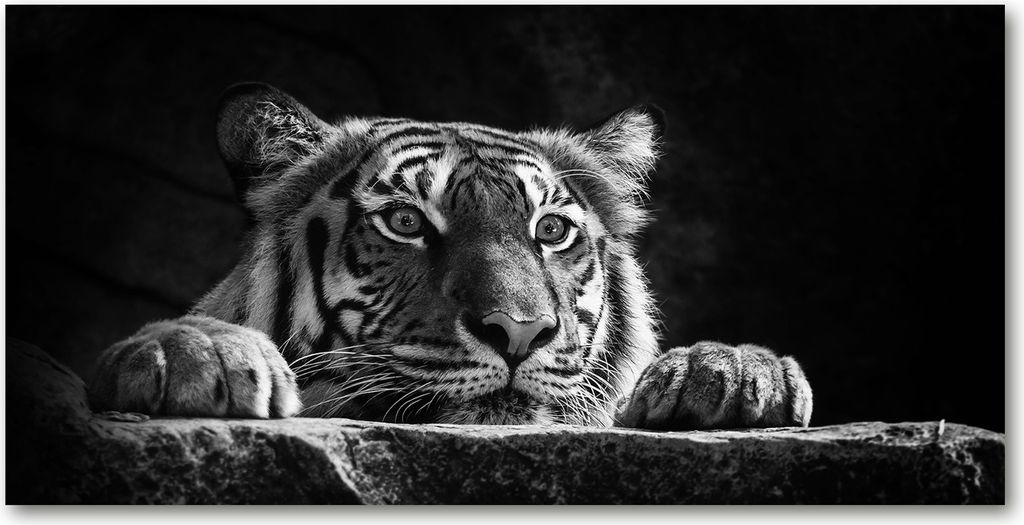 Tulup Glas-Bild -140x70- Wandkunst Dekorative Wand für Küche & Wohnzimmer - Tiere - Tiger - Schwarzweiß
