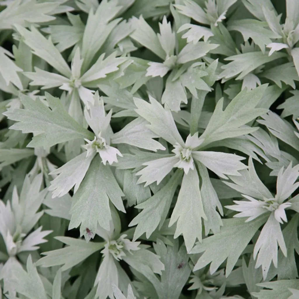 6 Piante Artemisia ludoviciana Valerie Finnis | Vaso 9x9 | Consegna Rapida