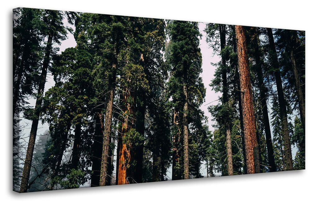 Leinwanddruck Natur Wald Nadelbäume 80x40