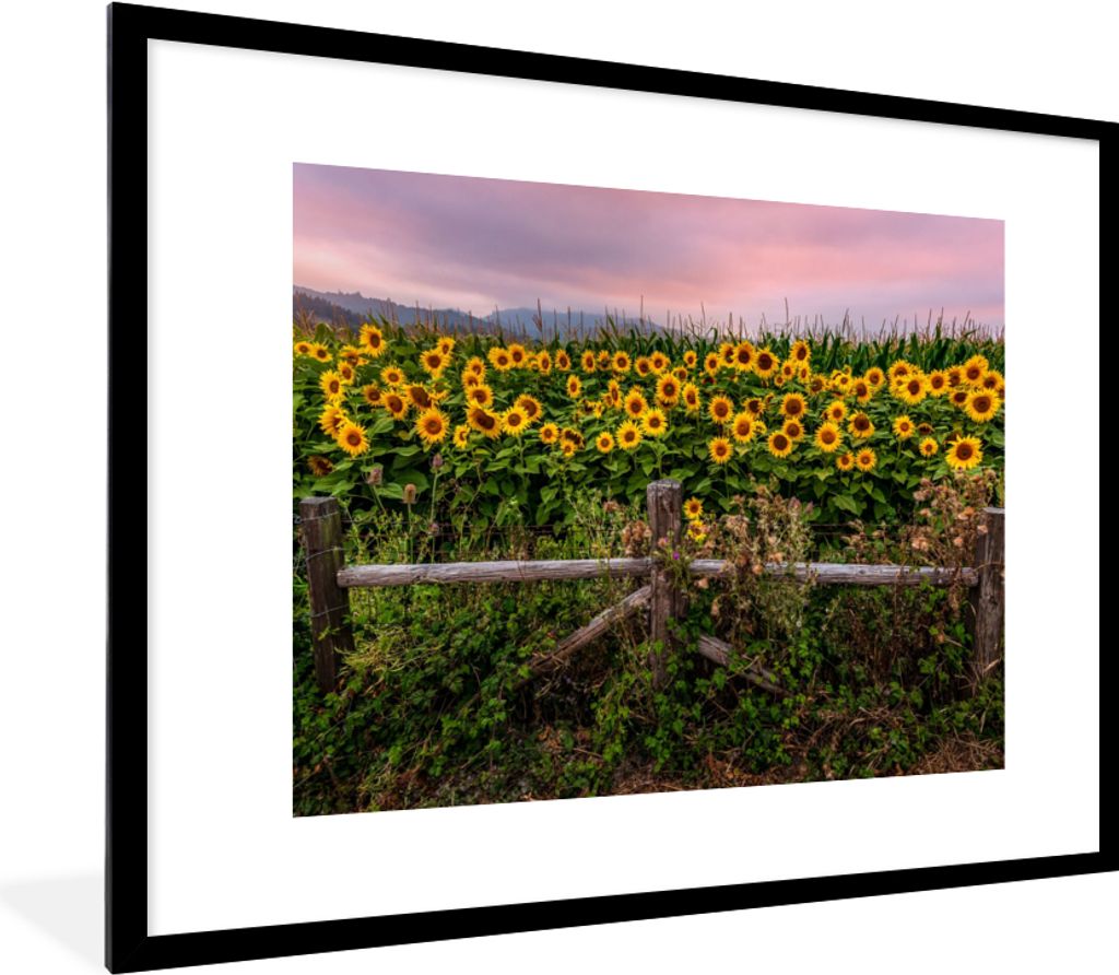 MuchoWow Gerahmtes Poster Sonnenblume - Blumen - Pflanzen 80x60 cm - Poster mit Schwarzem Bilderrahmen Wandposter Rahmen Foto Bilder - Schlafzimm...