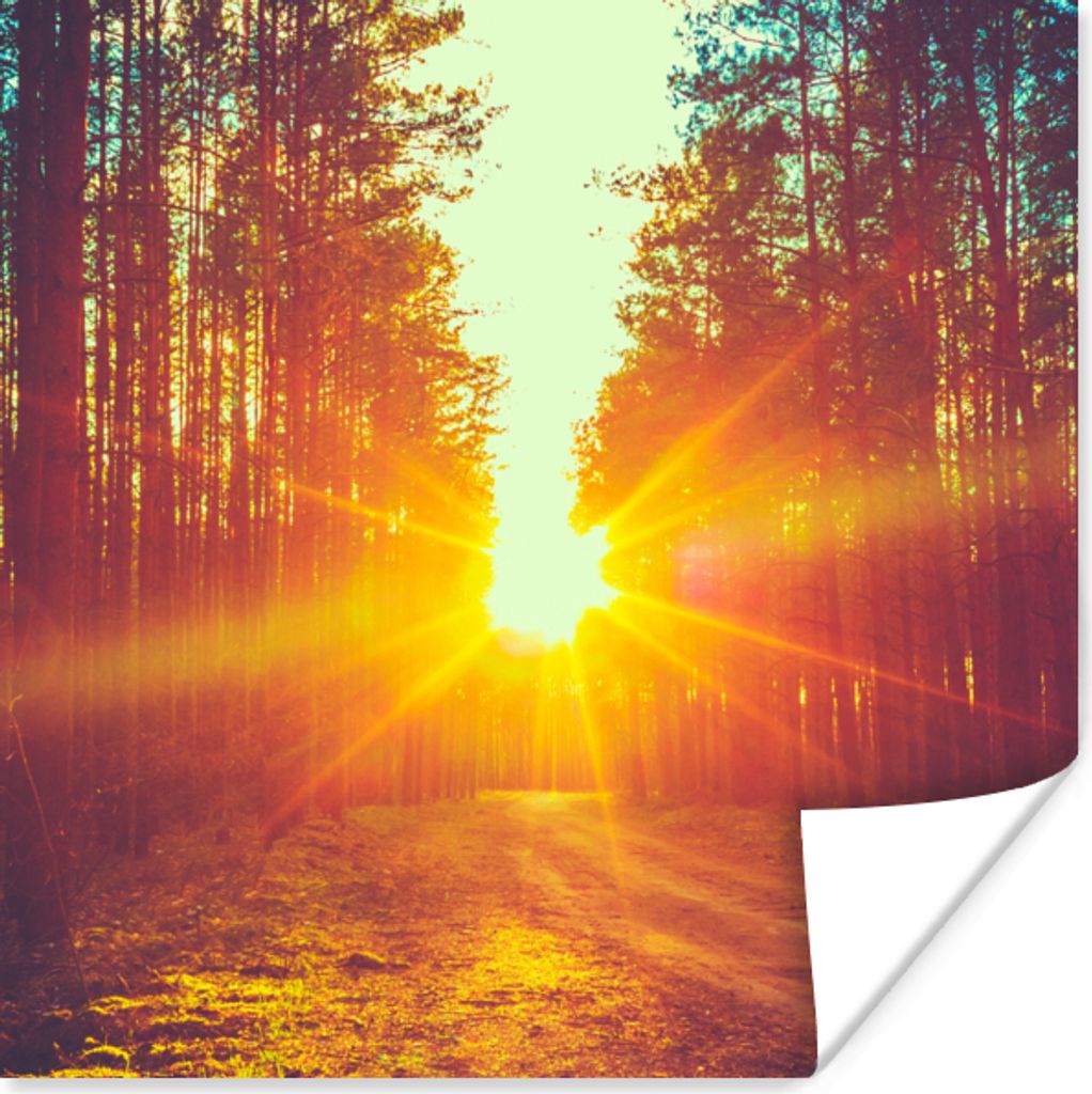 MuchoWow Poster Sonnenuntergang - Bäume - Wald - Natur 50x50 cm - Wohnzimmerdekoration