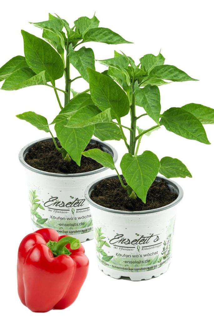Enseleits 2x Roter Paprika, Paprika Pflanze im 2er Set,2 Produktbild 