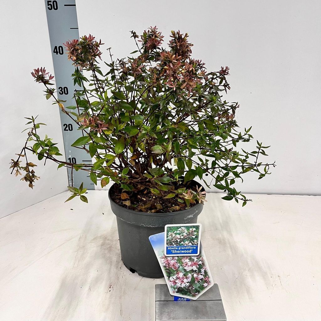 Abelia grandiflora 'Sherwood'  – abelia | 25–30 cm v Obrázok produktu 