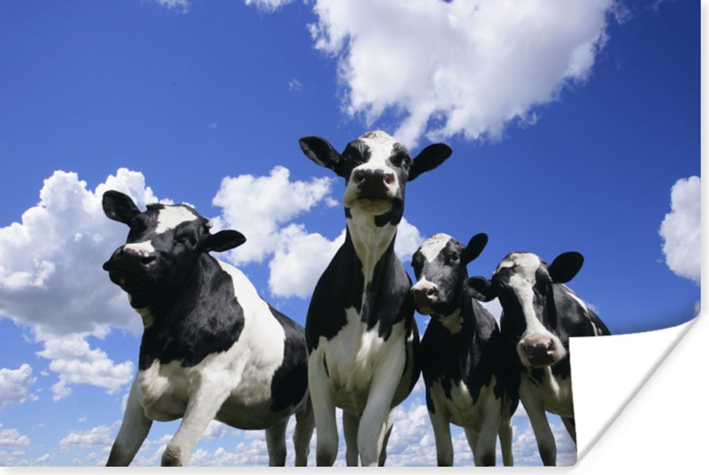 MuchoWow Poster Kuh - Luft - Tiere 30x20 cm - Plakate - Print