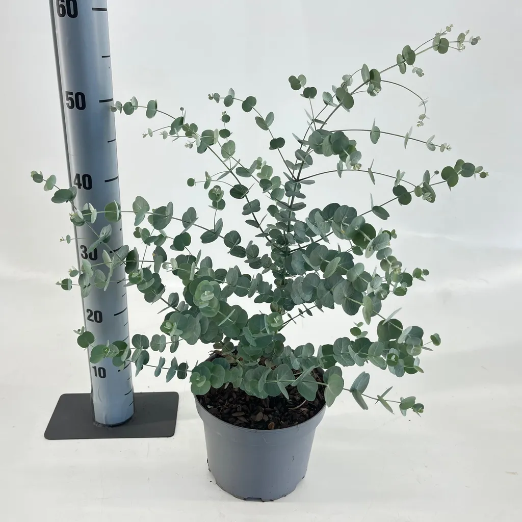 Arbre Eucalyptus Silverana Ion40 en pot : arbuste décoratif 40-50 cm
