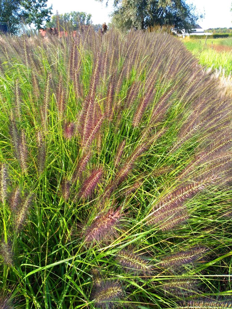 6 x Pennisetum alop. 'Black Beauty' - Erba da pozzo - topf Immagine del prodotto 