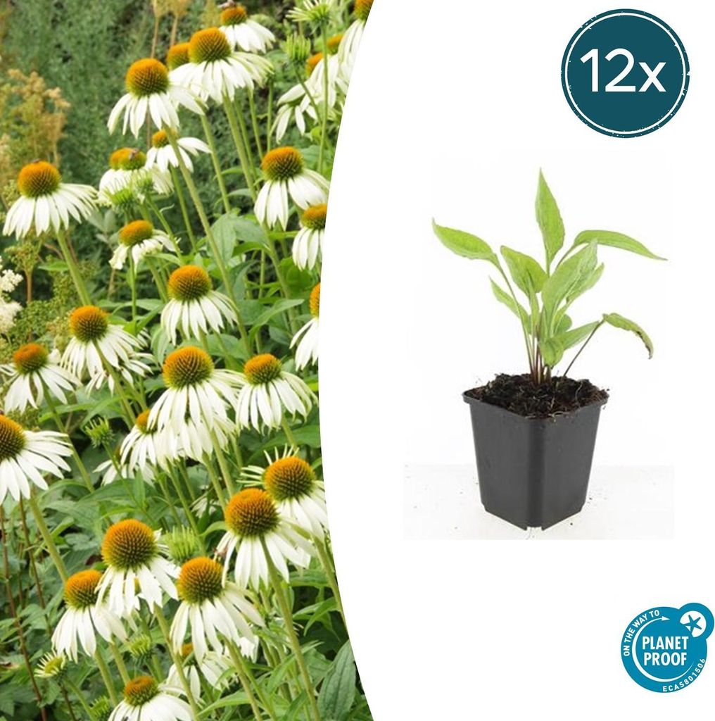 Scheinsonnenhut – Echinacea purpurea 'White Swan' – ↑10-25cm – Ø9cm – 12 Pflanzen – Weiße Blüten, Bienen- und Schmetterlingsfreundli...