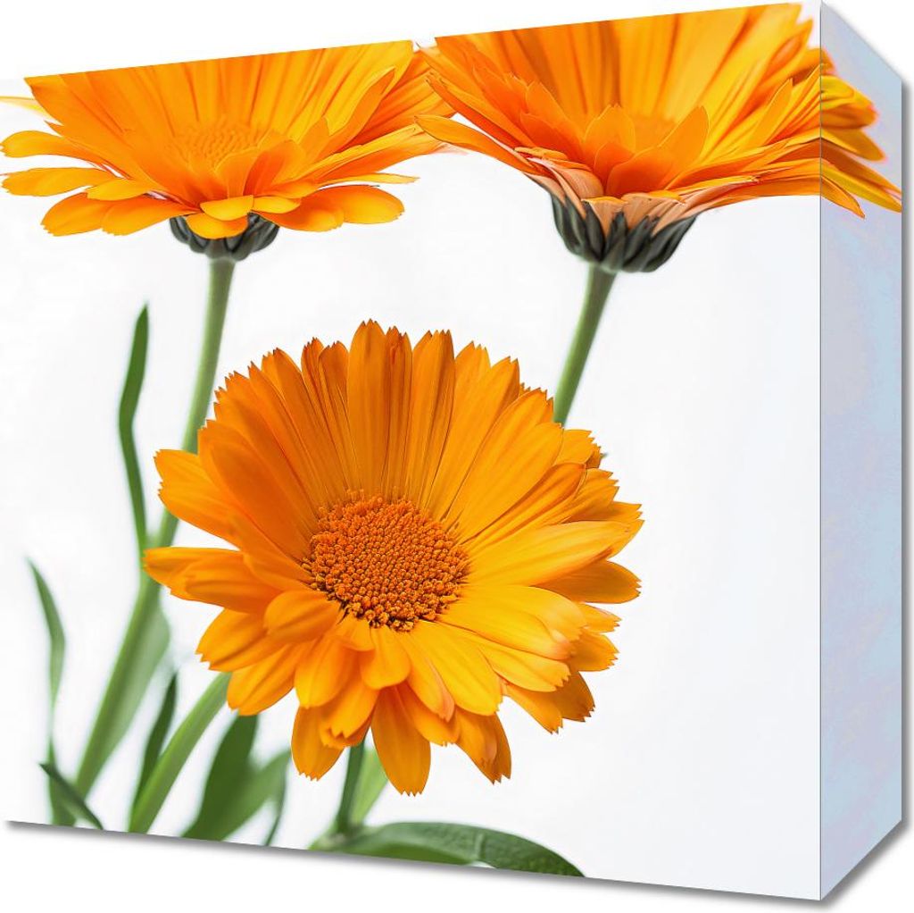 Bild 30x30cm Sonnige Ringelblumen