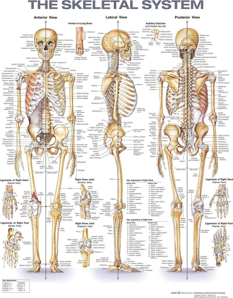 The Skeletal System Anatomical Chart