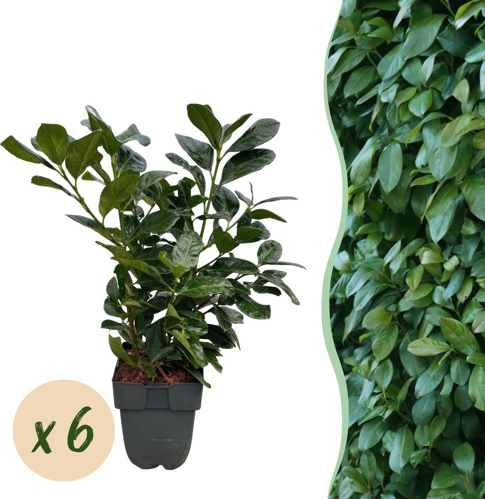 Kirschlorbeer Prunus laurocerasus Etna – Hecke – Blatt grün – 6 Pflanzen – 1 laufender Meter – Immergrün – 17cm x H50cm – Schnell w...