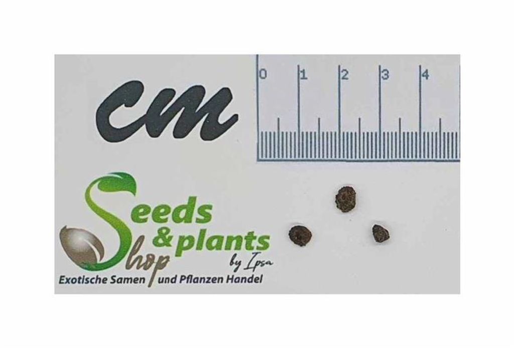 3x Musa coccinea Rote Zwergbanane Bananen Baum Pflanzen - Samen ID1691