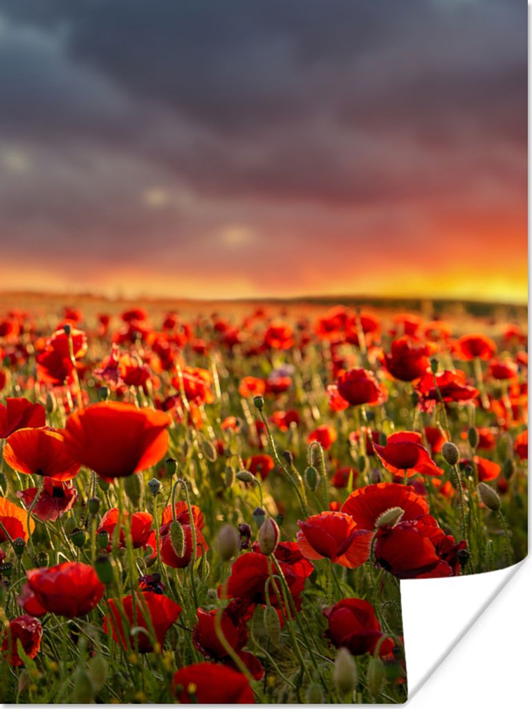 MuchoWow Poster Sonnenuntergang über einem Feld von Mohnblumen 120x160 cm - Wandbilder