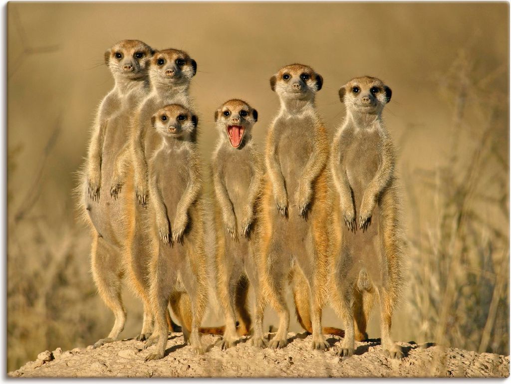 ARTland Leinwandbild Erdmännchen Familie Größe: 40x30 cm