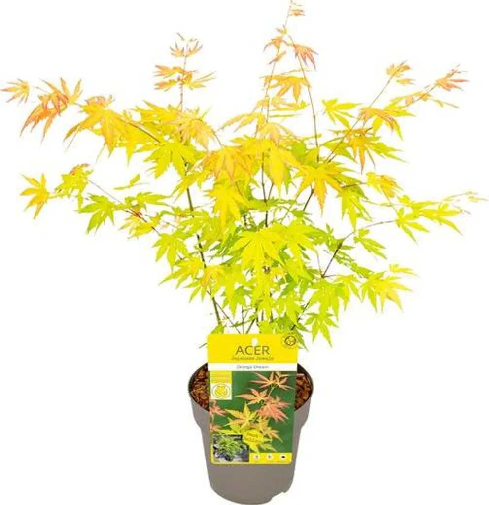 Érable du Japon Orange Dream : l'Acer rustique qui résiste au gel hiver