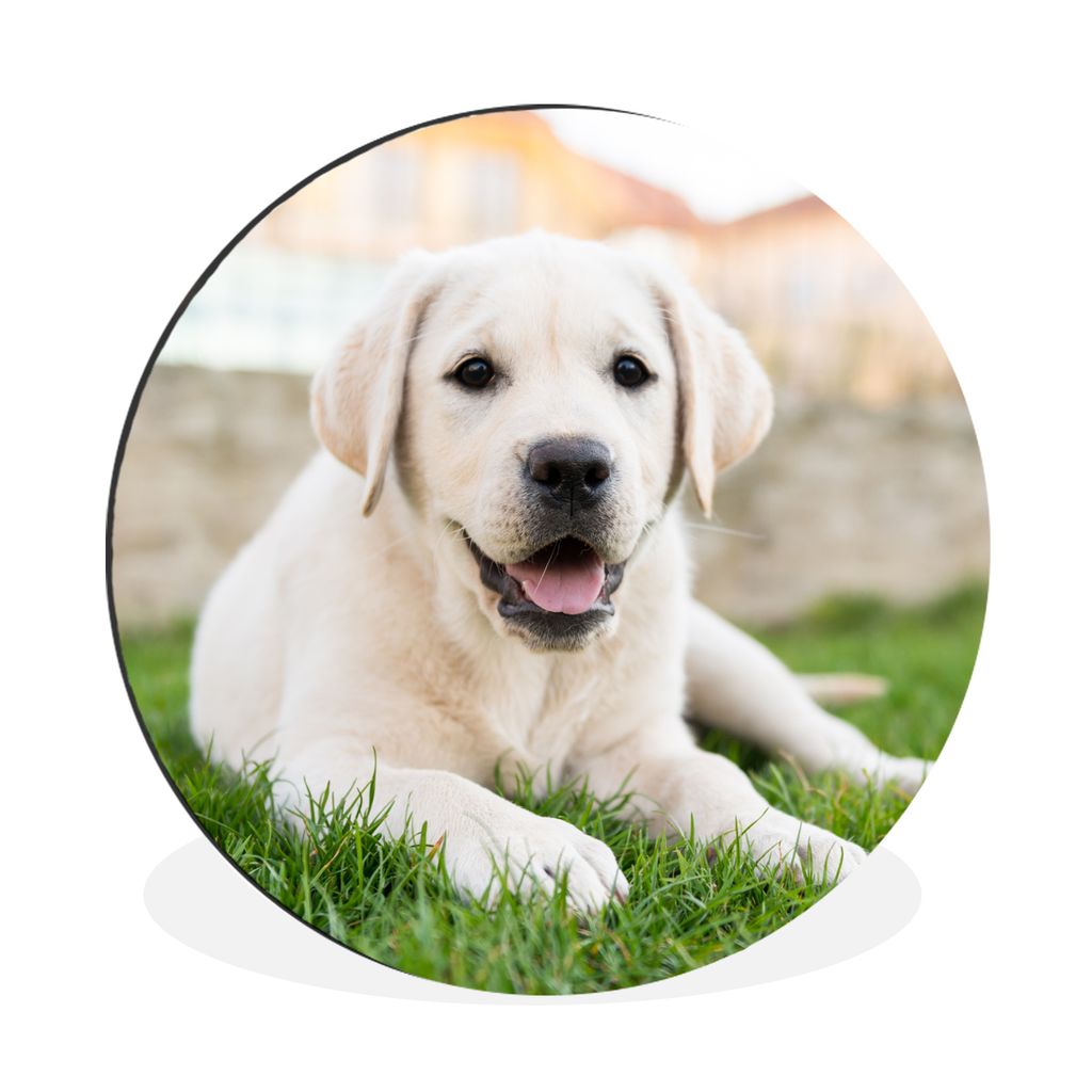 MuchoWow Aluminium Wandkreis Weißer Labrador Retriever im Gras liegend Ø 60 cm Wanddeko Modern Wohnzimmer - Wand Kreis - Wandbild - Schlafzimme...