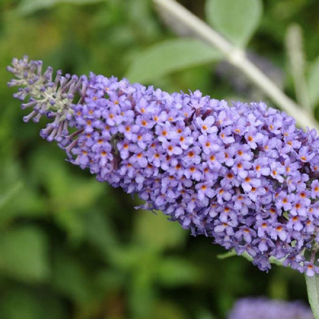 2 x  letný buddleja  - Buddleja 'Lochinch'  | 40-60 cm v Obrázok produktu 