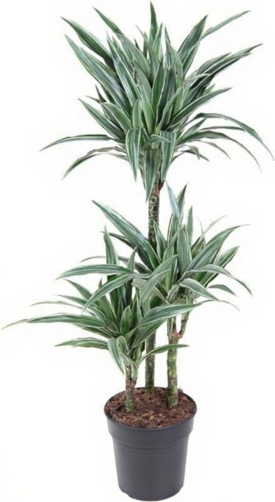 Drachenbaum Dracaena Warneckei - 21 cm Topf, 110 cm Höhe
