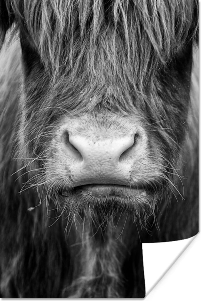 MuchoWow Poster Schottischer Highlander - Haare - Tiere 80x120 cm - Papierdruck