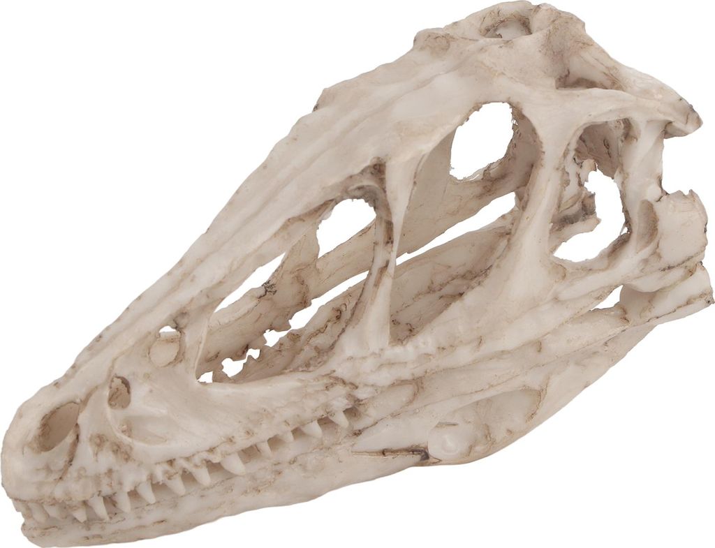 Harz Dinosaurier Schädel Modell simuliert Tier Skelett Home Office Decor Handwerk Lehre Prop