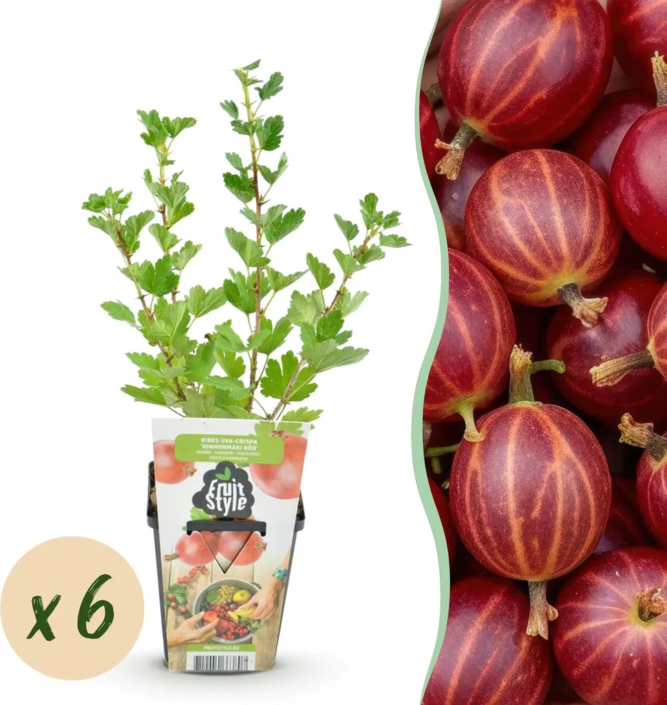 Groseille à maquereau Ribes uva-crispa Hinnonmäki Rouge - Lot de 6 plants