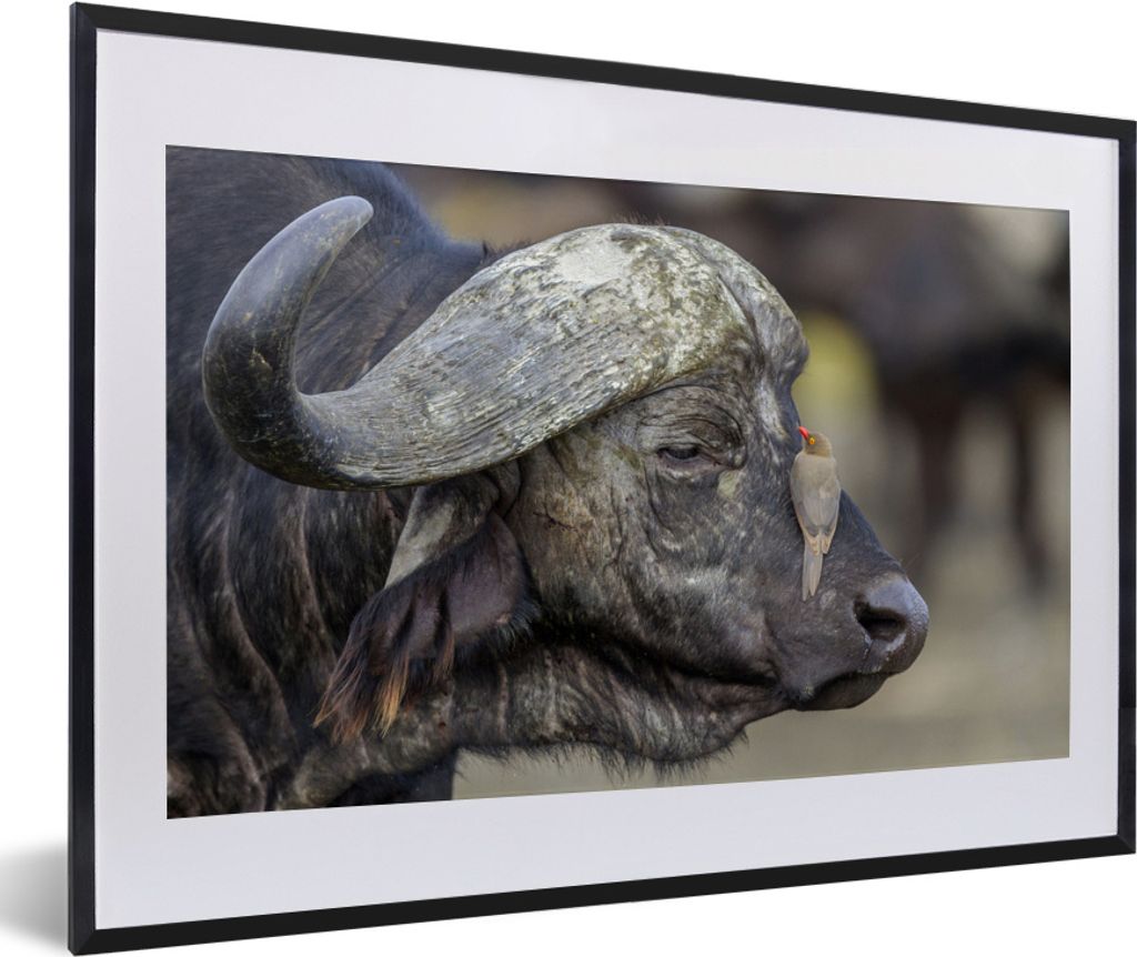 MuchoWow MuchoWow Gerahmtes Poster Büffel - Vogel - Tiere 60x40 cm - Poster mit zchwarzem Bilderrahmen - Schlafzimmer - Plakat in Rahmen - Dru...