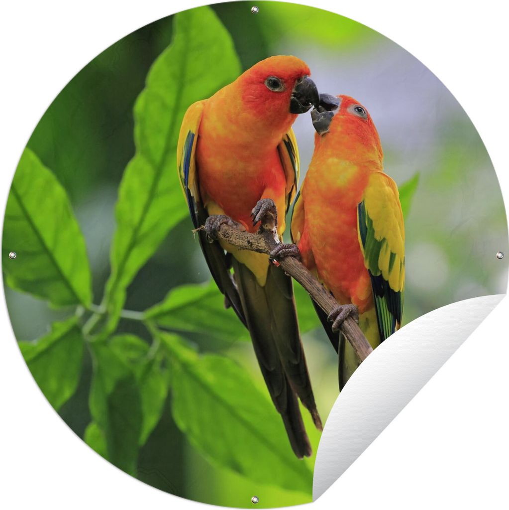 MuchoWow Gartenposter Outdoor-Poster Rund Zwei Sonnensittiche sitzen zusammen auf einem Ast Ø 150 cm Gartendeko Rundes Poster draußen
