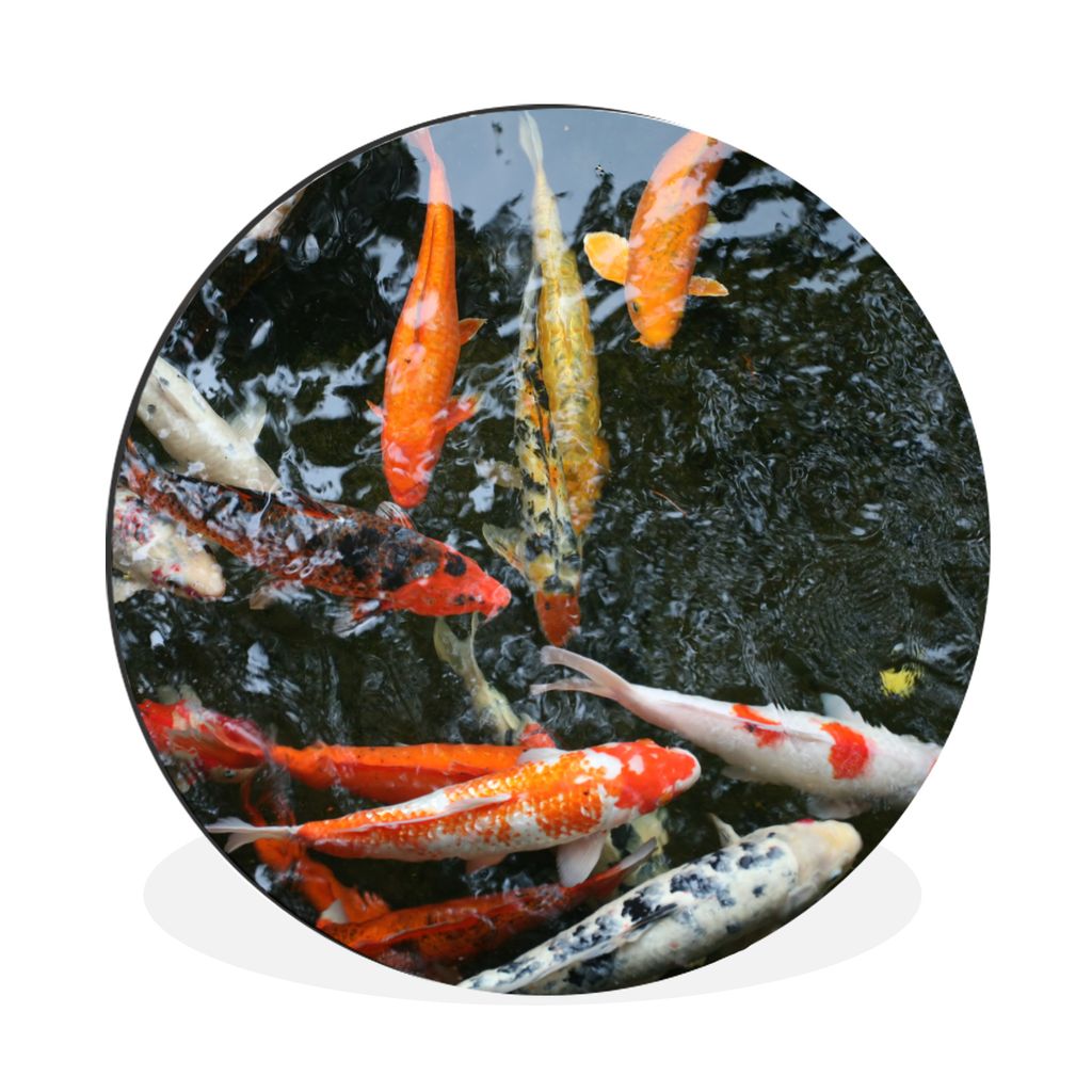 MuchoWow Aluminium Wandkreis Eine große Gruppe von Koi Karpfen Ø 60 cm Wanddeko Modern Wohnzimmer - Wand Kreis - Wandbild - Schlafzimmer - Alum...