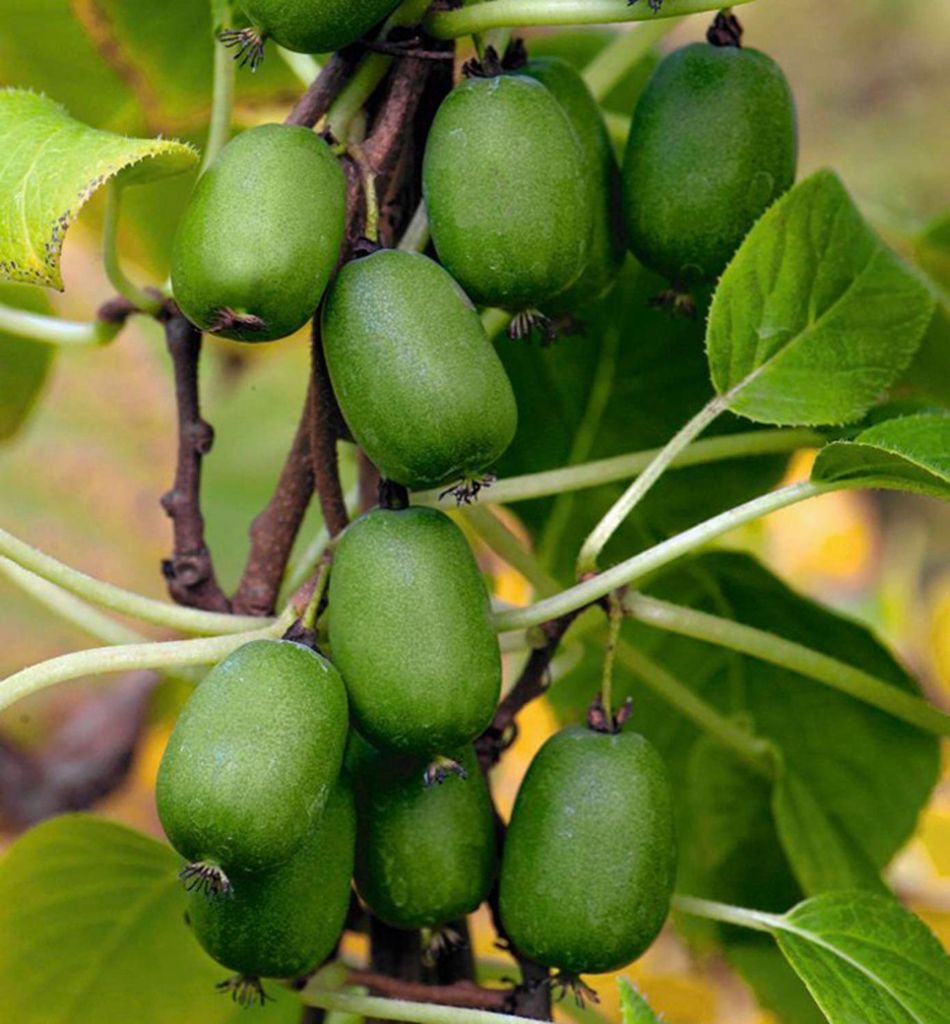 Mini-Kiwi ohne Kerne ́VITIKIWI ́ 40-50 cm, Cont. 1,6 l