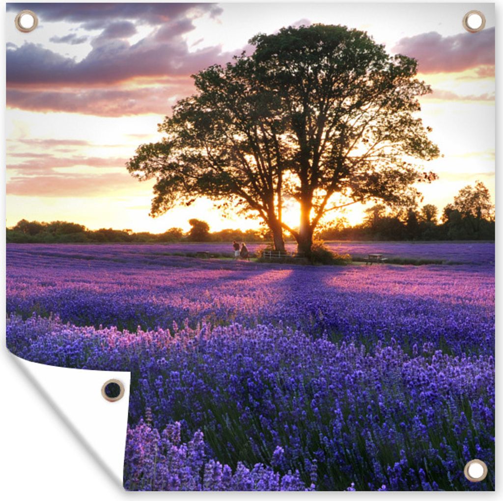 MuchoWow 50x50 cm Outdoor-Poster Gartendeko Sichtschutz Garten Poster für den Garten Lavendelfelder in England bei Sonnenuntergang