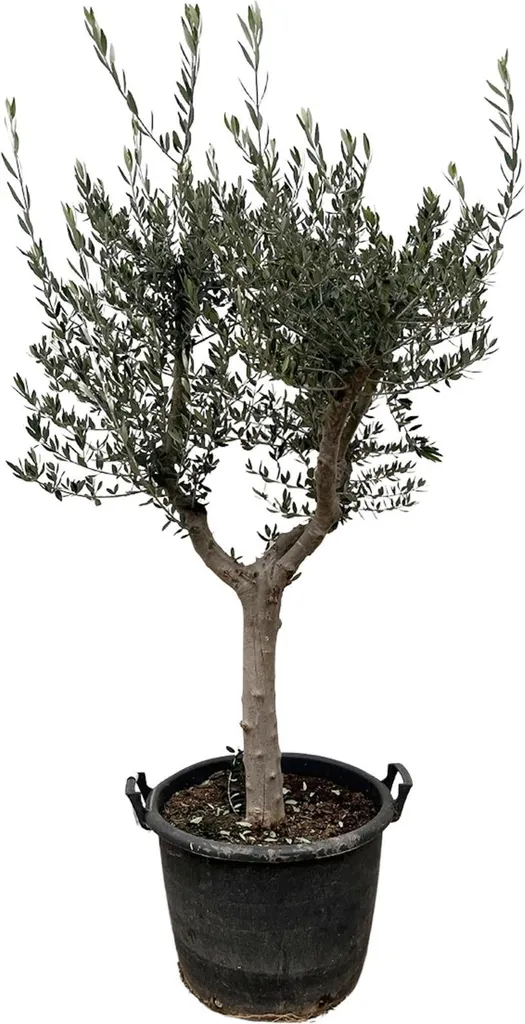 Olivier Olea europaea Cultivo 220 cm - Grand Arbre Méditerranéen Pot 40cm