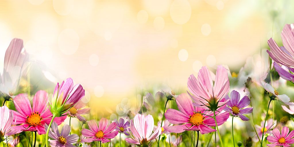 Tulup Leinwandbild - 140x70 cm - Wandkunst - Drucke auf Leinwand - Leinwanddruck - Blumen & Pflanzen - Rosa - Mohnblumen