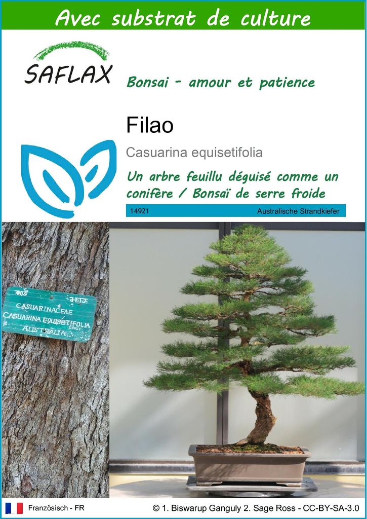 SAFLAX  - Filao - 200 graines - Avec substrat - Casuarina Image du produit 