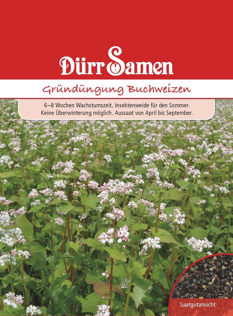Gründünger Buchweizen 10 m² | Gründünger von Dürr Samen Produktbild 