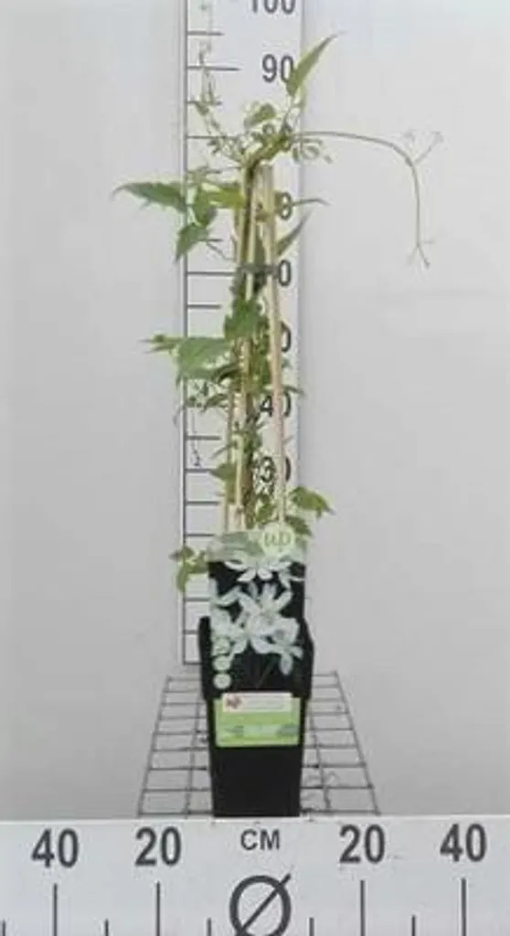 Clématite Grandiflora 50-60cm : la solution pour un mur fleuri vite - 2