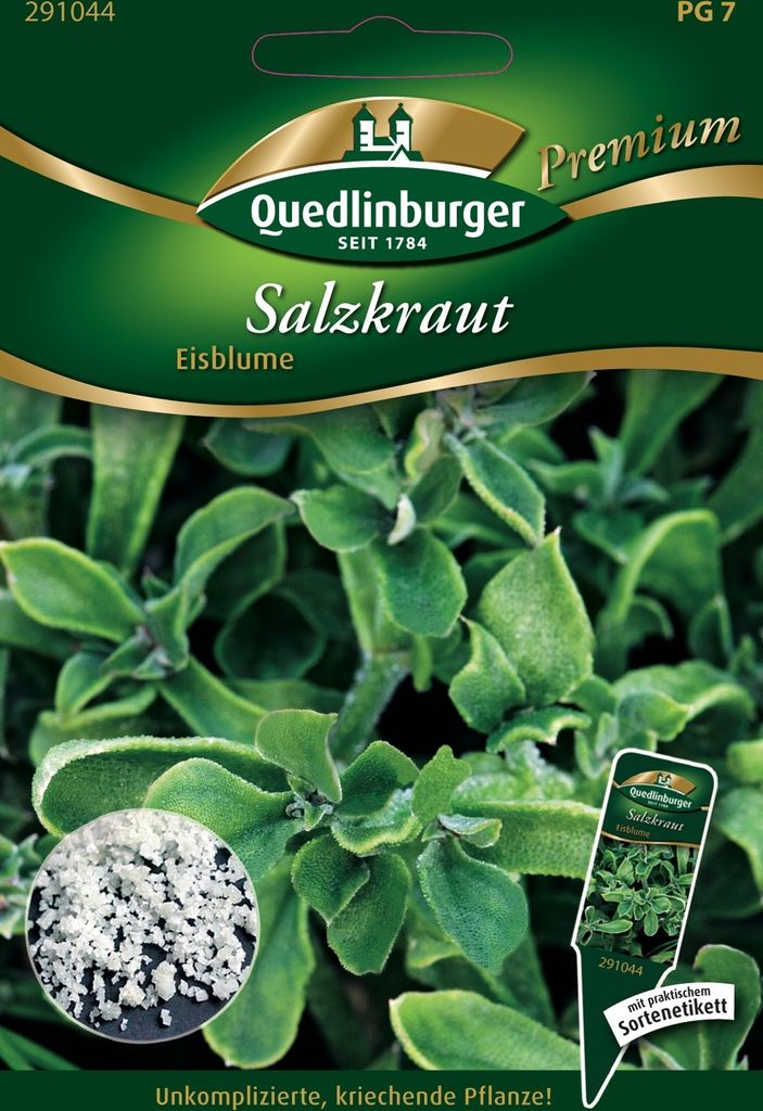 Quedlinburger Saatgut - Salzkraut Eisblume - Samen - 291044 Produktbild 