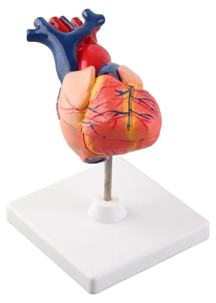 Maquette de cœur humain détaillée avec structures internes amovibles - 10