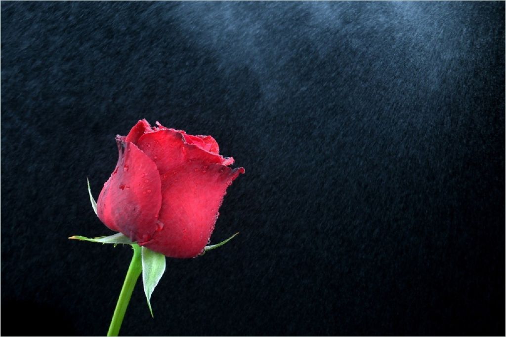 Wallario selbstklebendes Poster - Rose vor dunklem Hintergrund, Größe: 100 x 150 cm