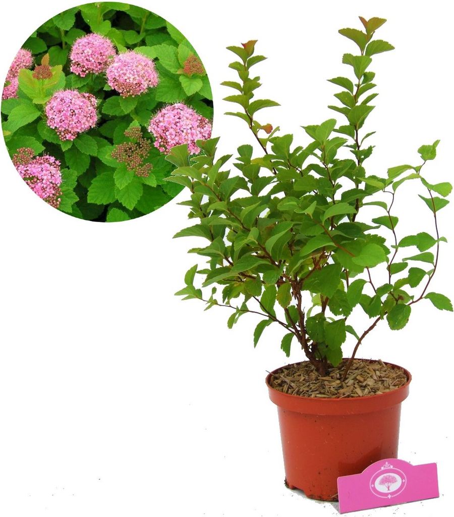 Spiraea 'Densiflora', ook wel bekend als muskusroos, in een Productafbeelding 