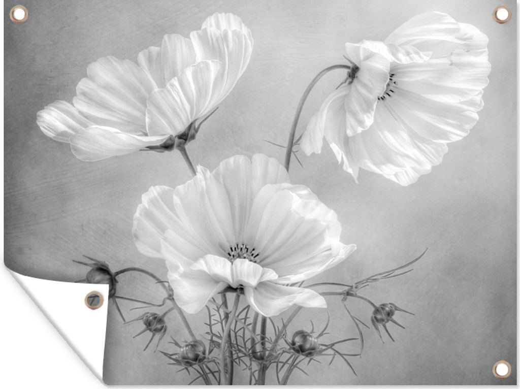 MuchoWow 80x60 cm Outdoor-Poster Gartendeko Sichtschutz Garten Poster für den Garten Stilleben - Blumen - Schwarz und weiß - Mohn - Botanisch