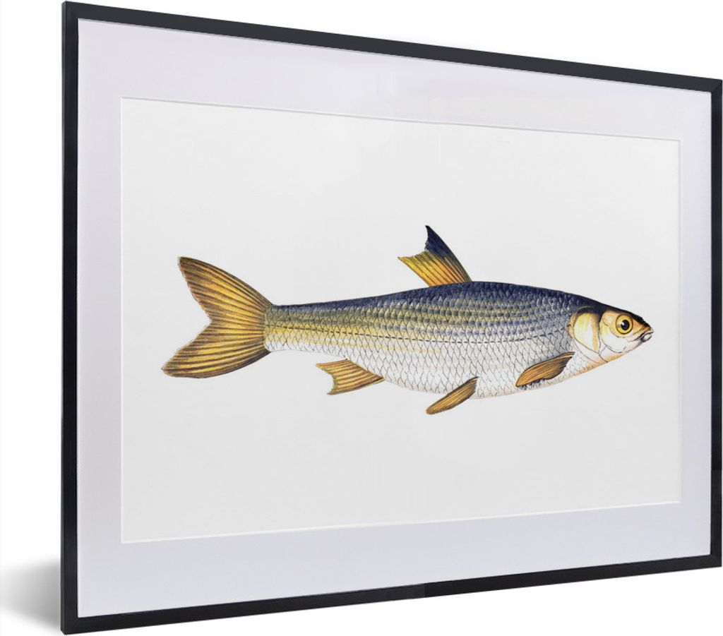 MuchoWow MuchoWow Gerahmtes Poster Karpfen - Fisch - Meer 40x30 cm - Poster mit zchwarzem Bilderrahmen - Bilderrahmen - Poster im Rahmen