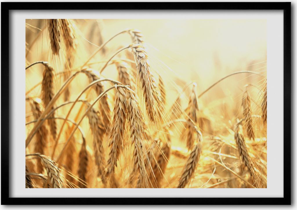 Bild - Bilderrahmen - 100 cm x 70 cm - MDF - Rahmen - Foto - Wandkunst Korn