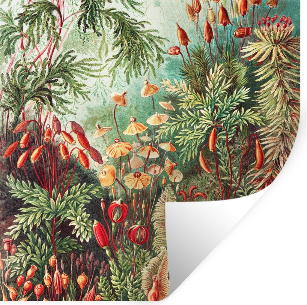 MuchoWow Wandtattoo Wandsticker Wandaufkleber Blumen - Kunst - Vintage - Natur - Botanisch 80x80 cm Selbstklebend und Repositionierbar - Wierderv...